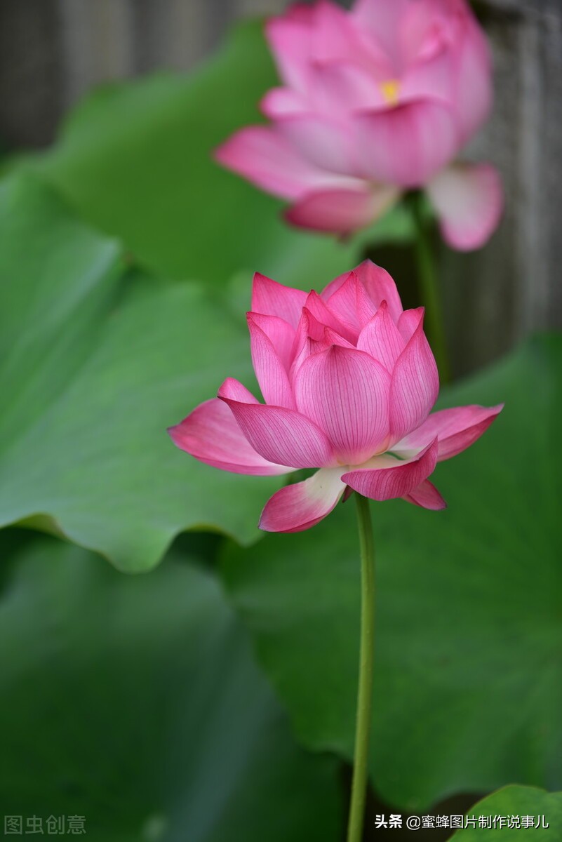 出淤泥而不染濯清涟而不妖深意,出淤泥而不染濯清涟而不妖相似词