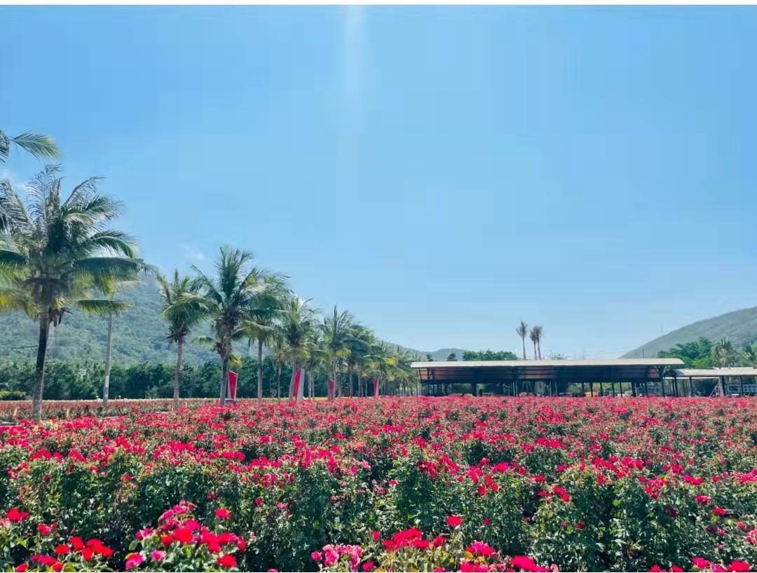 海南三亚旅游攻略景点大全,三亚蜜月旅游攻略7天费用