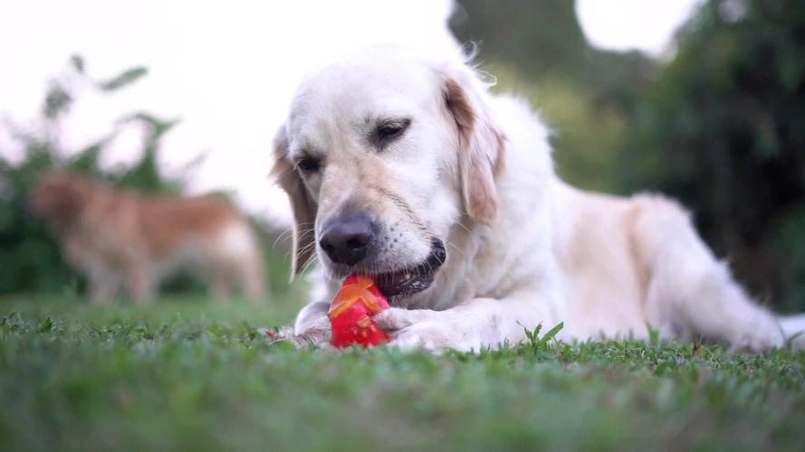 猫得了狂犬病一定会表现出症状吗,狂犬病初期症状一般在被咬几天后