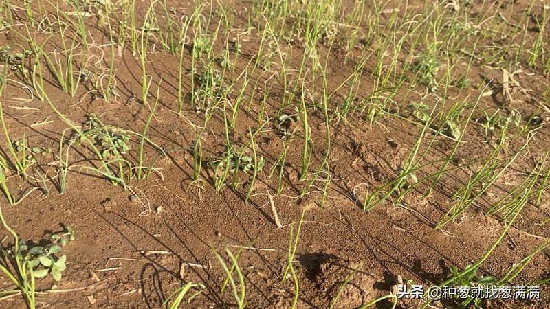 大葱花种子种植方法视频,大葱种子的种植方法和时间是什么