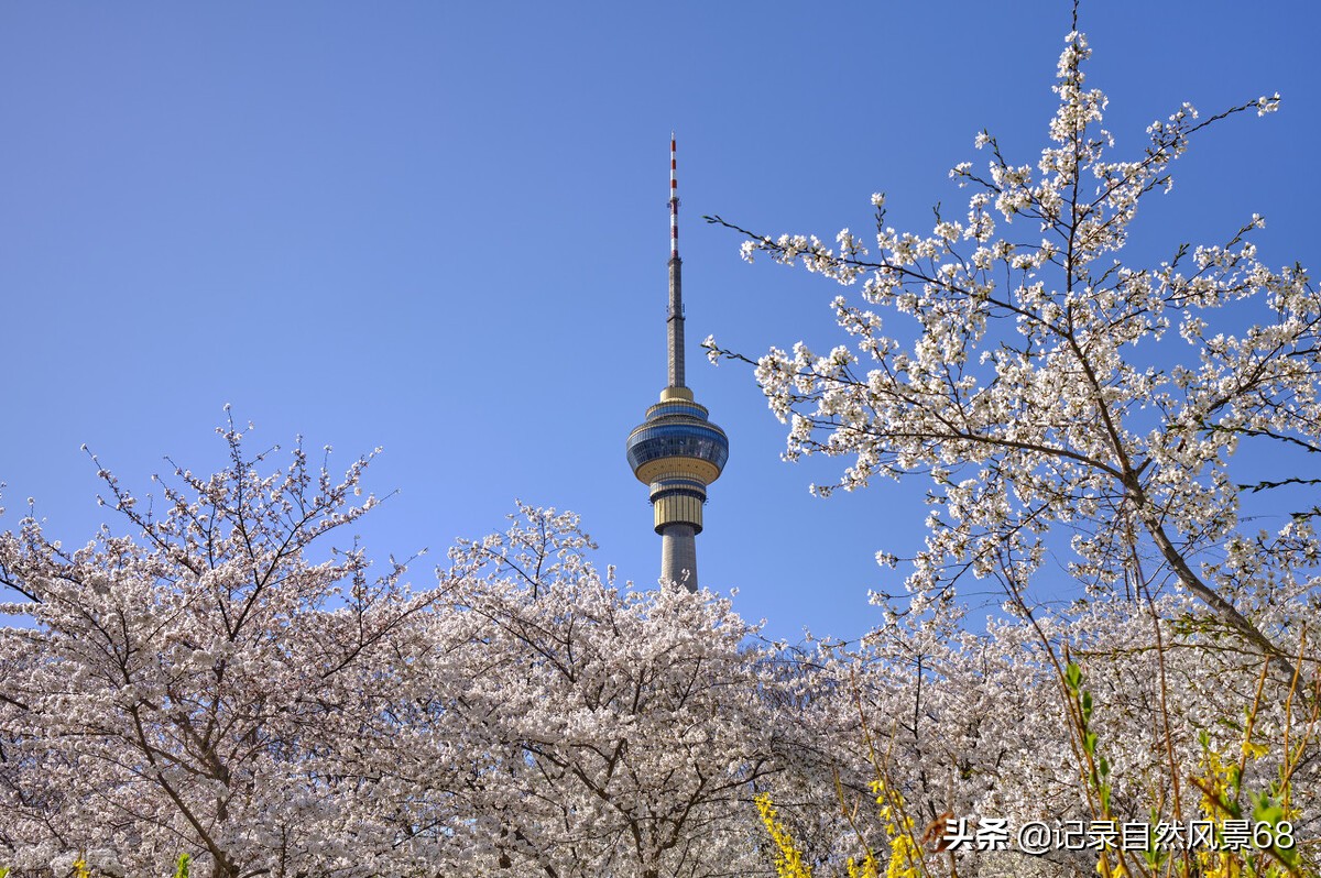 十七个赏樱花的好去处,适合看樱花的景点