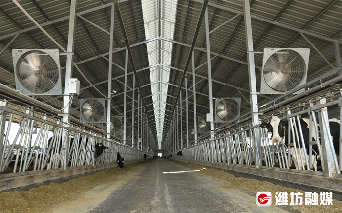 #潍坊山海行#【打卡“沂荷”:把奶牛从奶源升华为旅游资源】