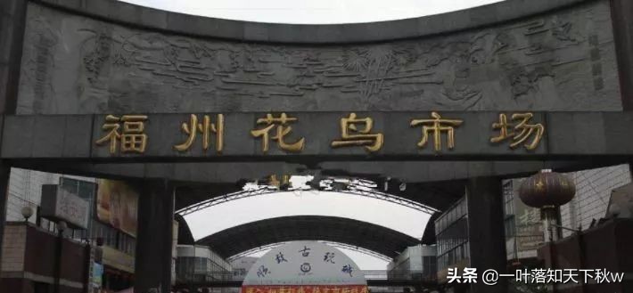 古玩市场逛逛视频 (逛逛辽宁兴城古玩市场)