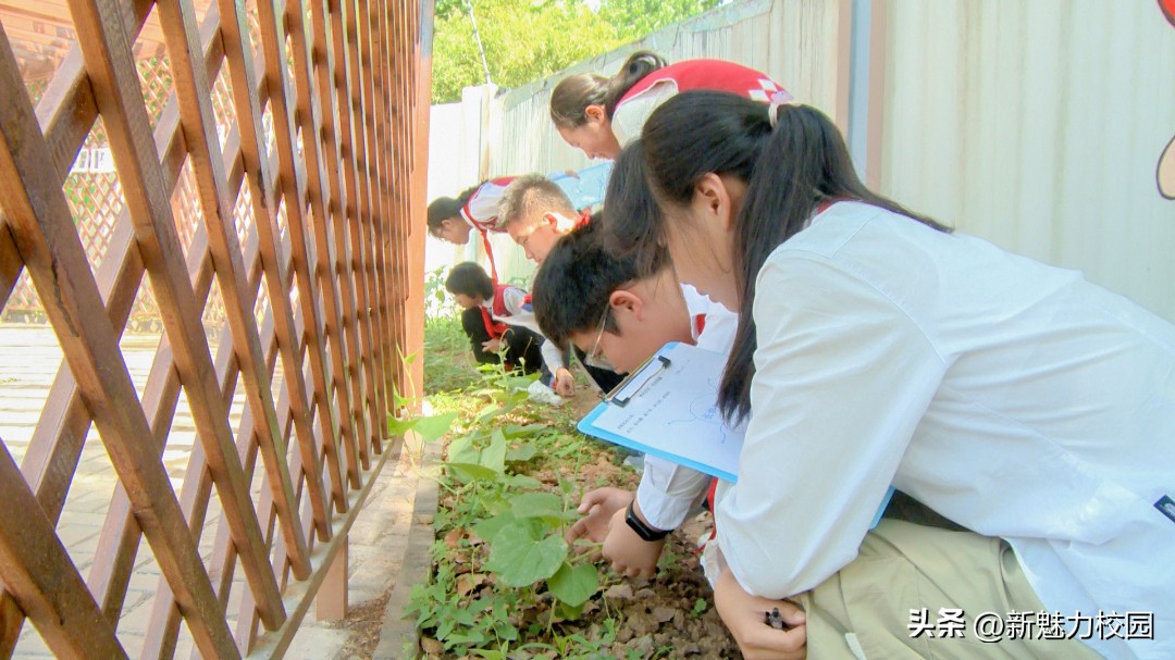 劳动润“鑫”“鑫”动生花——鑫园小学举行劳动教育专场活动