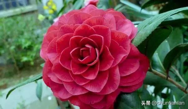 山茶花纯音乐,山茶花