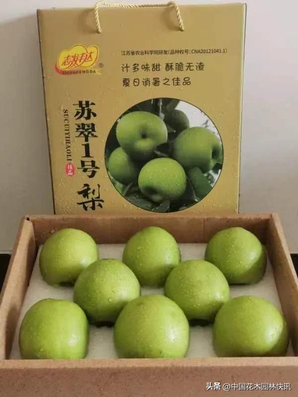 河南桐柏苏翠一号梨苗联系方式,安徽砀山嫁接苏翠一号梨苗价格表