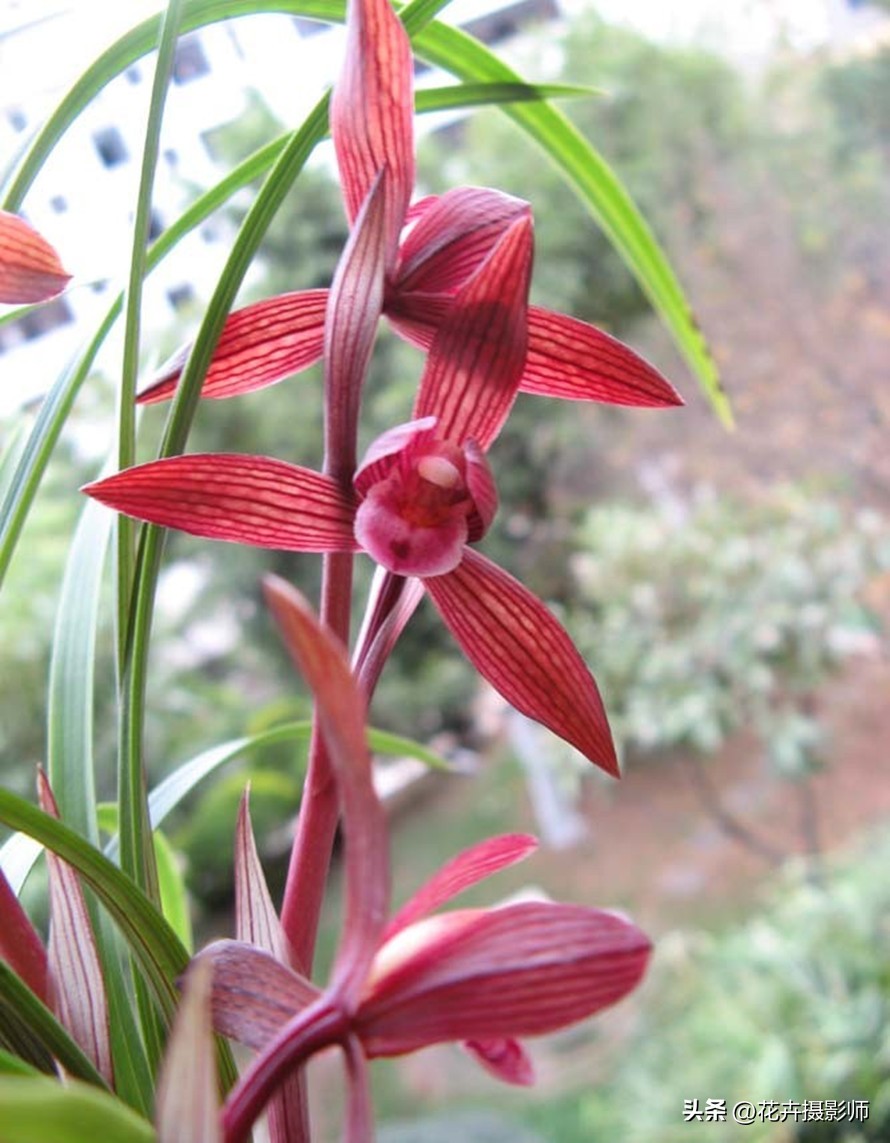 看了这款兰花!我被彻底“征服了”,以开品论价格,满满的高级感