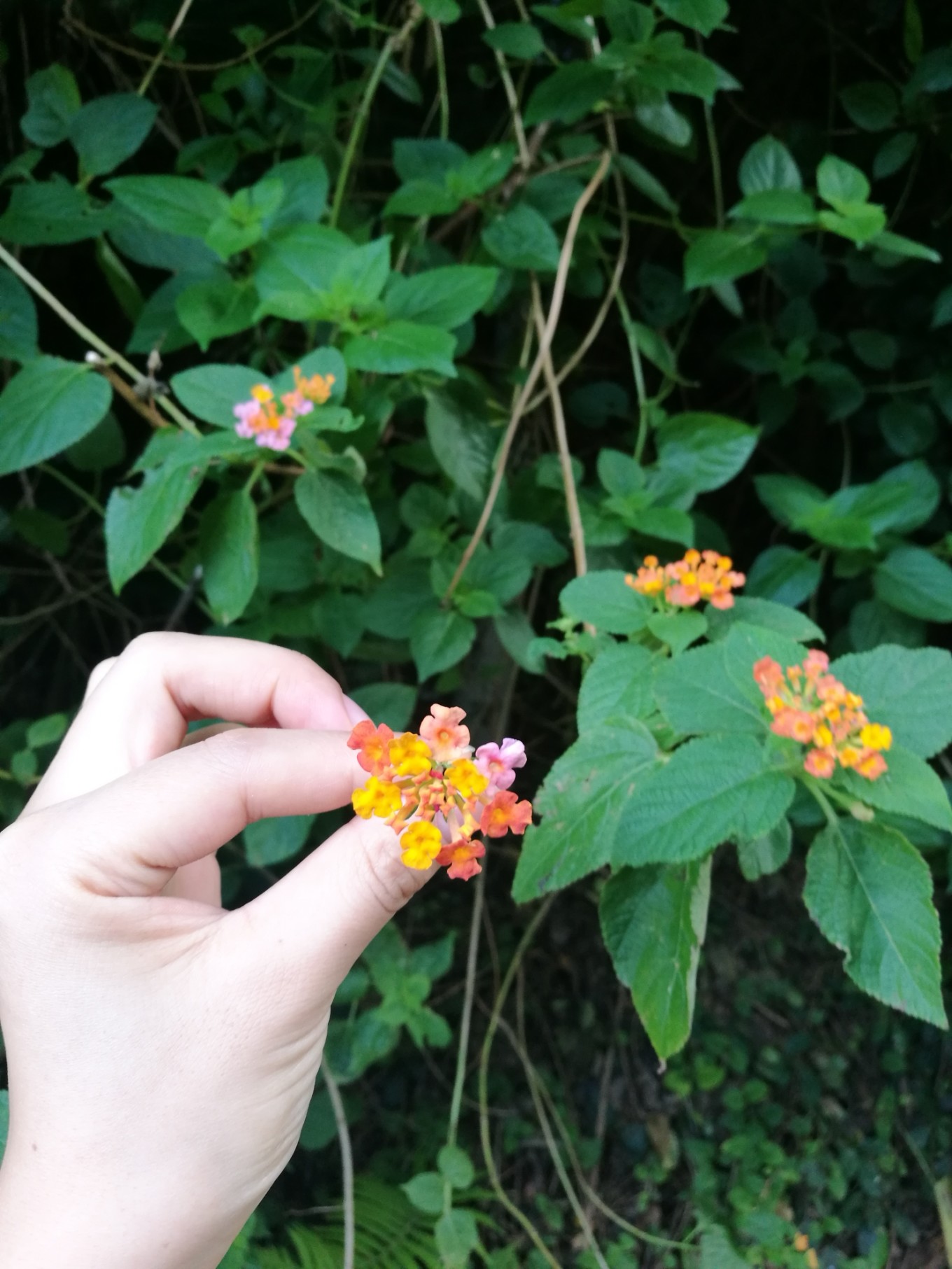 南宁北海涠洲岛六日游攻略,南宁涠洲岛德天瀑布五日游攻略