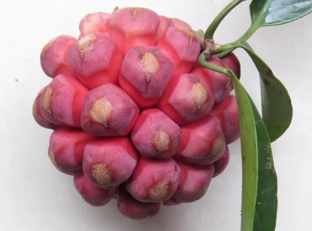 恶魔果实水果简介,像恶魔果实的水果