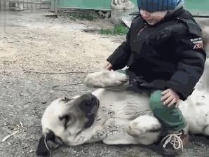 养狗到底是不是败家,养狗真的臭吗