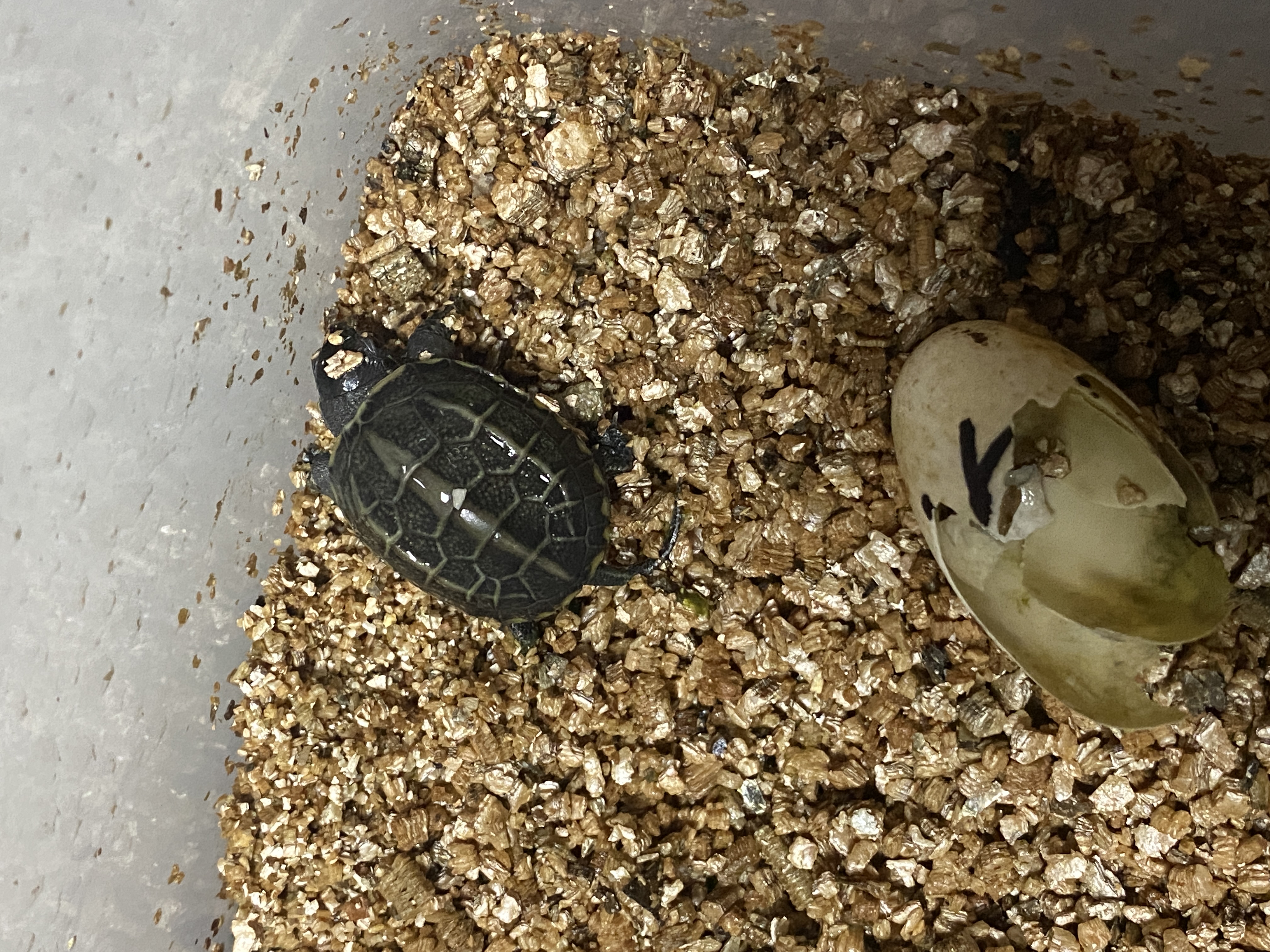 黄缘闭壳龟蛋孵化全过程,黄缘龟蛋孵化靠谱吗