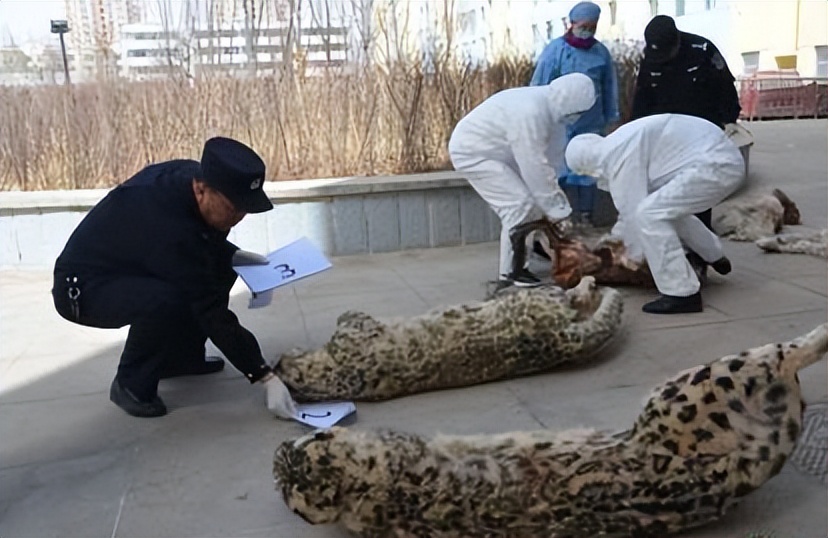 云南农村小伙捡到一只小猫,小伙捡到一只活体小猫