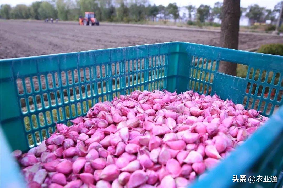 大蒜苗出来后发黄烂根怎么处理,大蒜烂根治疗方法