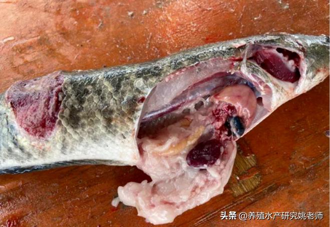 大黑鱼死了小黑鱼还能活吗,黑鱼换水之后有死的鱼怎么回事