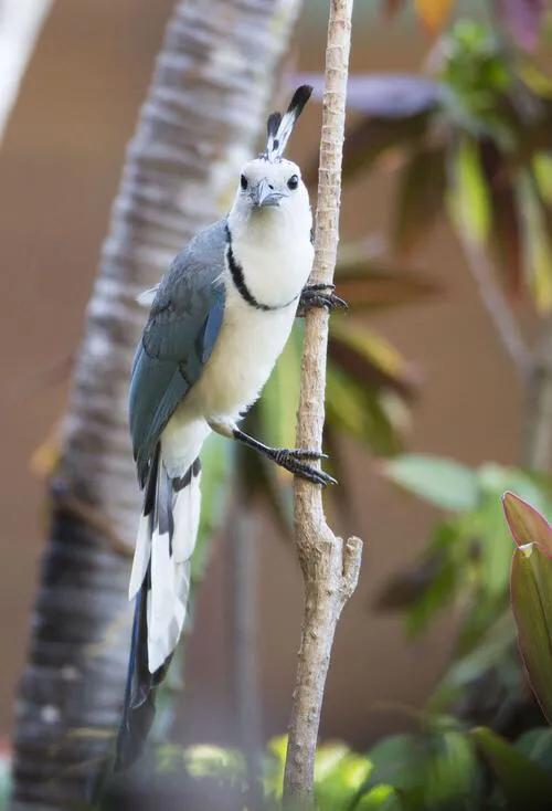 好看的山水花鸟大全,中国风山水花鸟图片