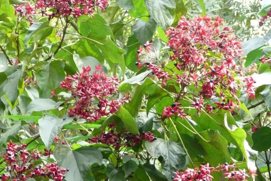 开花植物大全100种,实用分享30款小型开花树种介绍