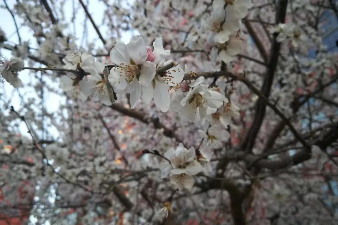 桃核手串保健,桃核手串原料