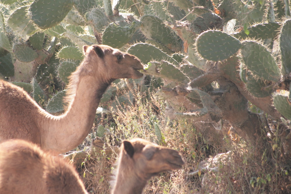 猫舌头上的倒刺和老虎的倒刺,老虎舌头的倒刺会伤到自己吗