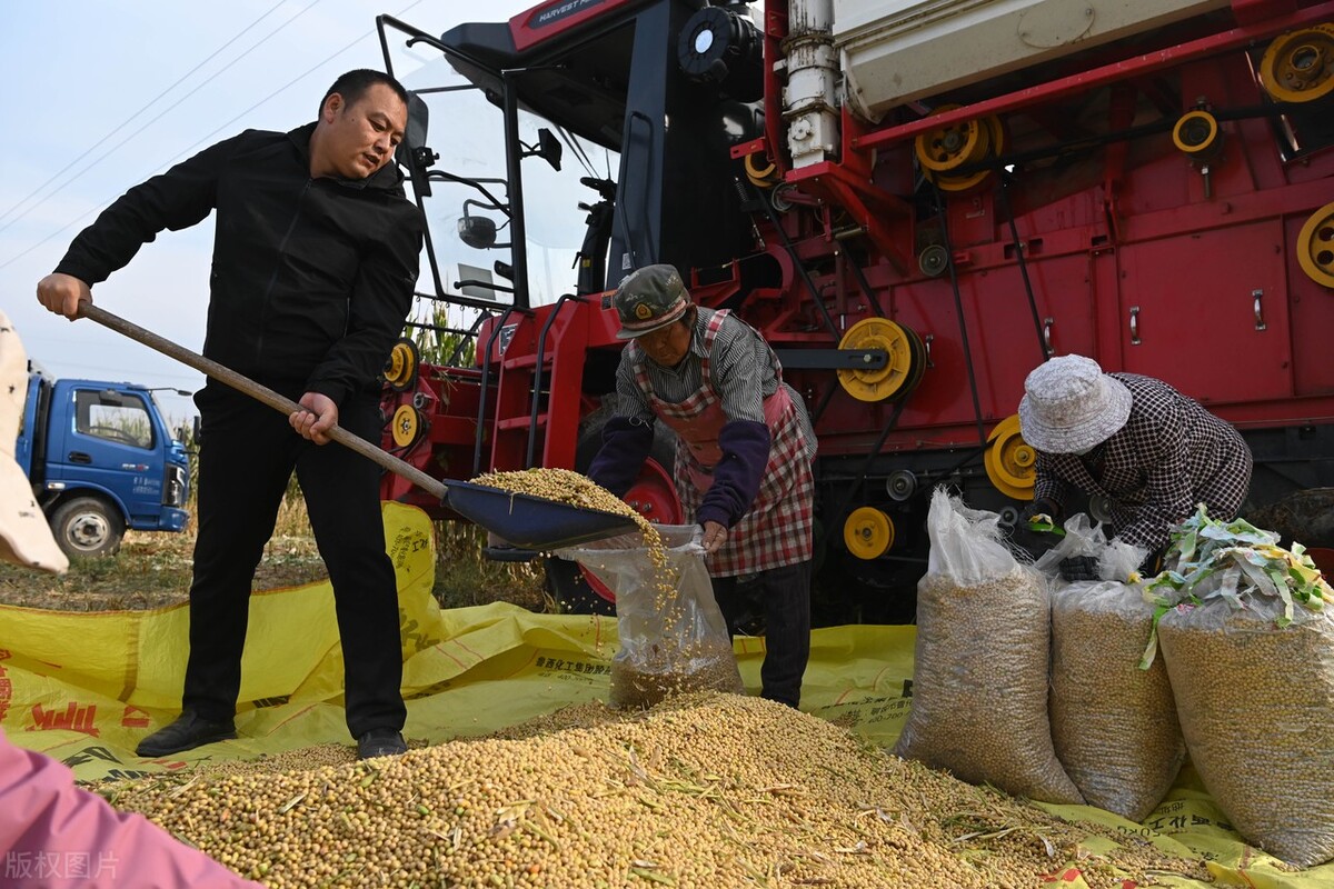 大豆价格最新行情消息,大豆最新消息大豆价格预测