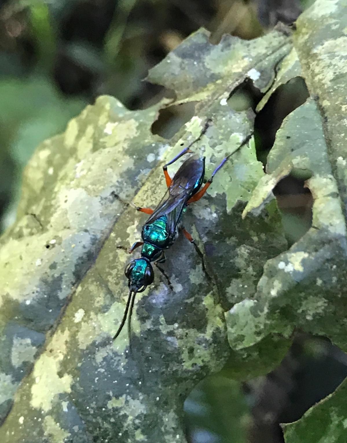 蟑螂的噩梦：自然界的“摄魂怪”，把蟑螂变成傀儡，让它主动赴死