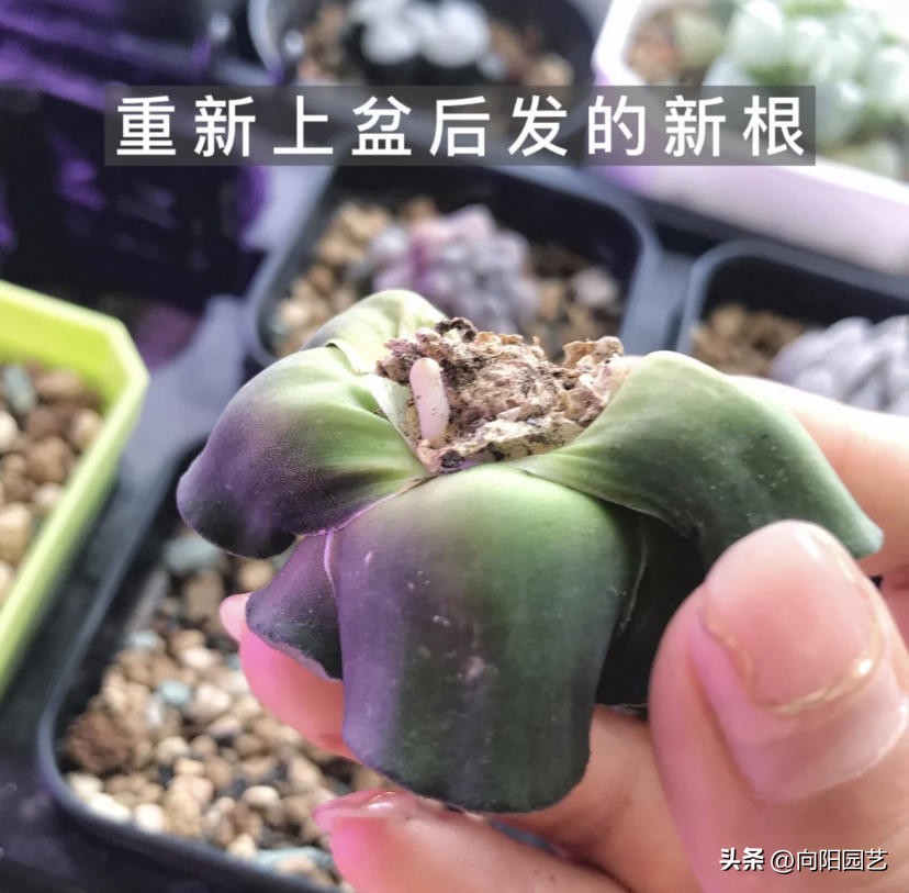 玉露烂根是水浇多了还是不通气,玉露烂根了重新上盆得晾几天