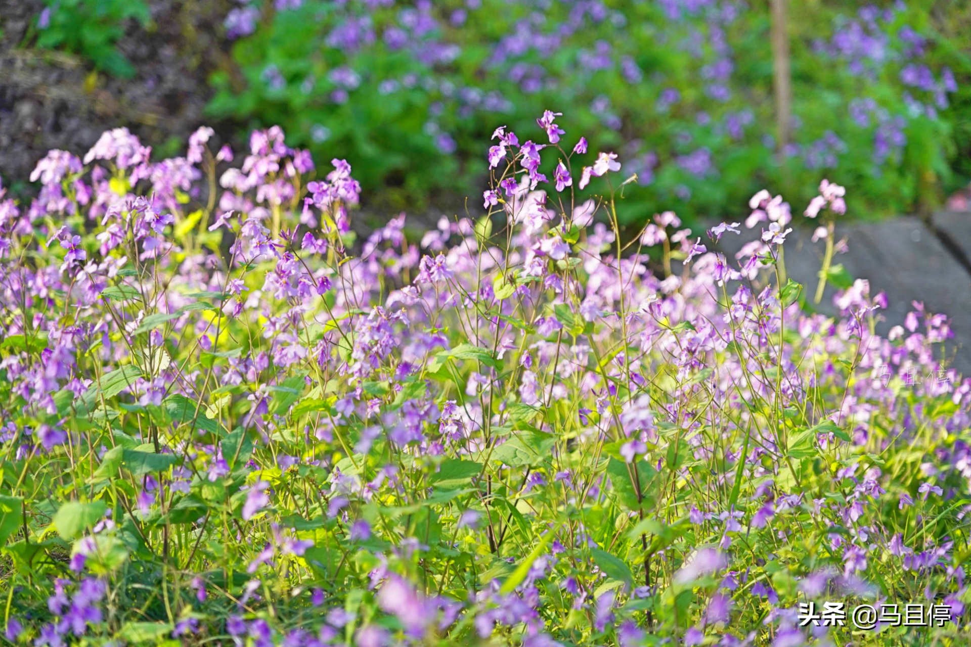 杭州五月最佳旅行地清单,四月西湖旅游攻略