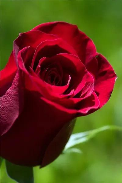 这才是最美的玫瑰花图片,最好看的紫色玫瑰花图片