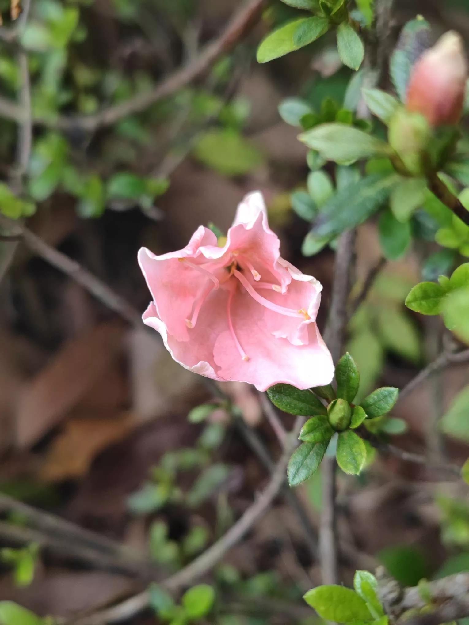 花草种类名称介绍,各种各样的花草名称大全