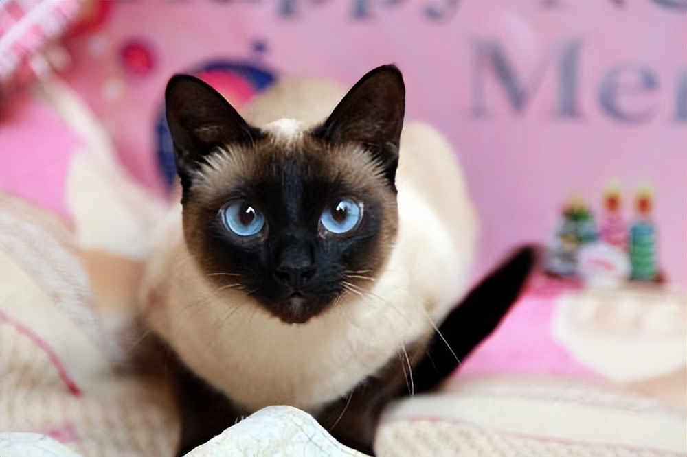 暹罗猫便便黄的对吗,暹罗猫屁股特别臭怎么办