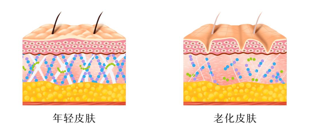 美容院胶原蛋白抗衰有效果吗,胶原蛋白肽抗衰第一名
