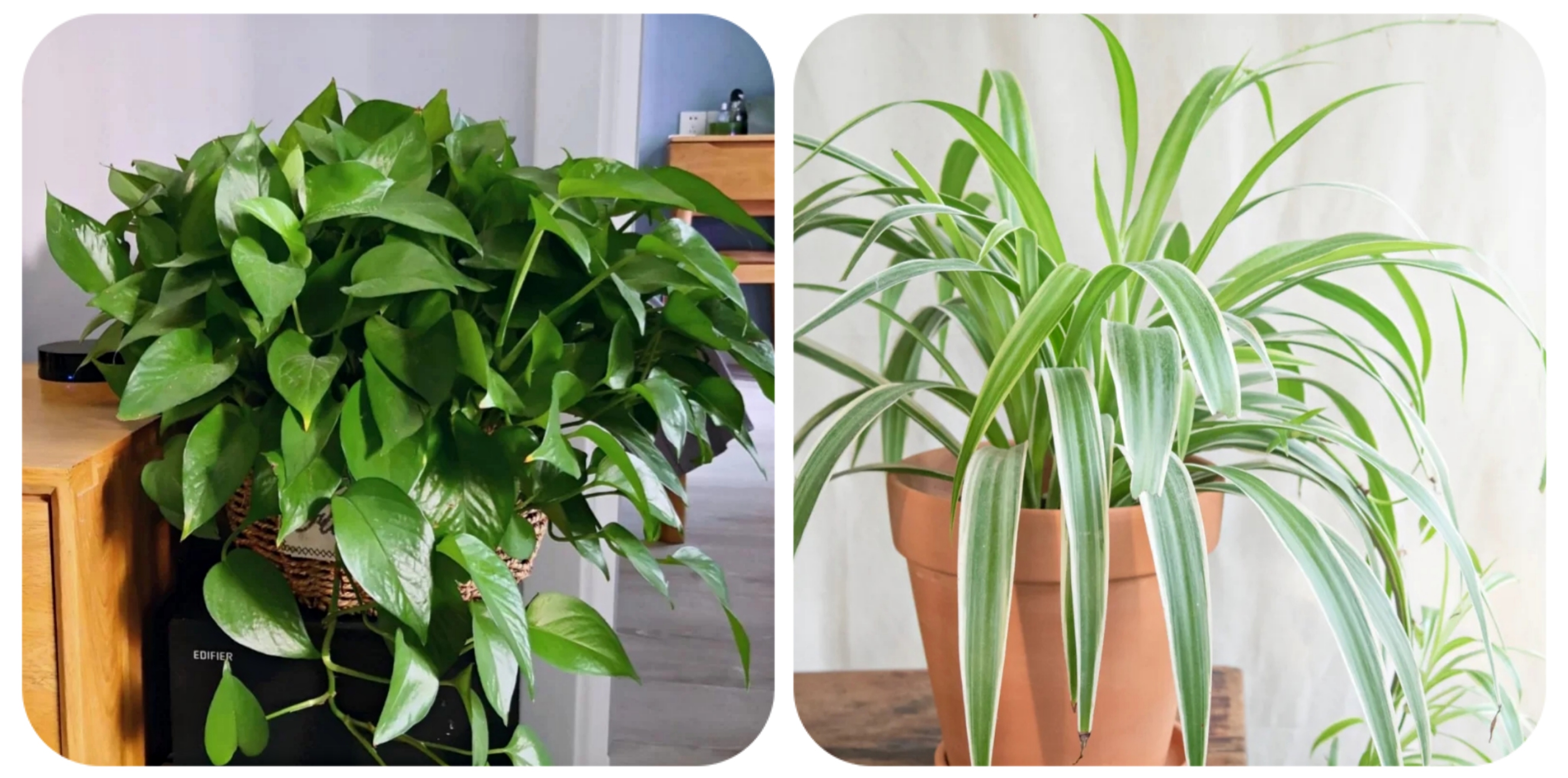 100个阳台养什么花好,100种阳台养的花草