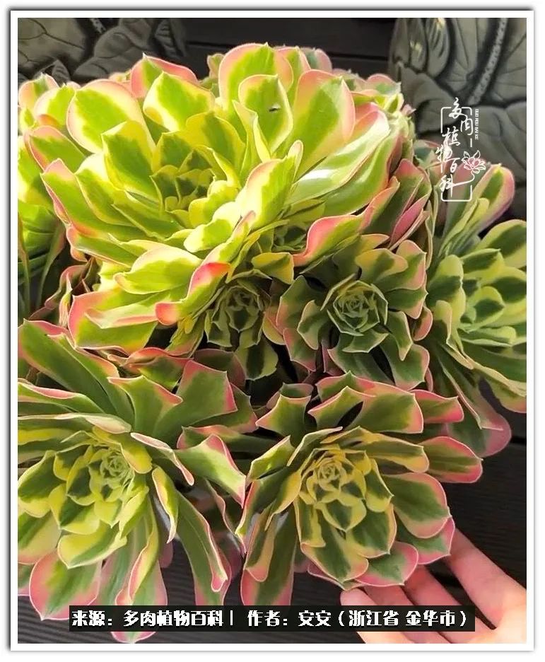 多肉法师花卉品种大全,多肉法师为什么叫法师