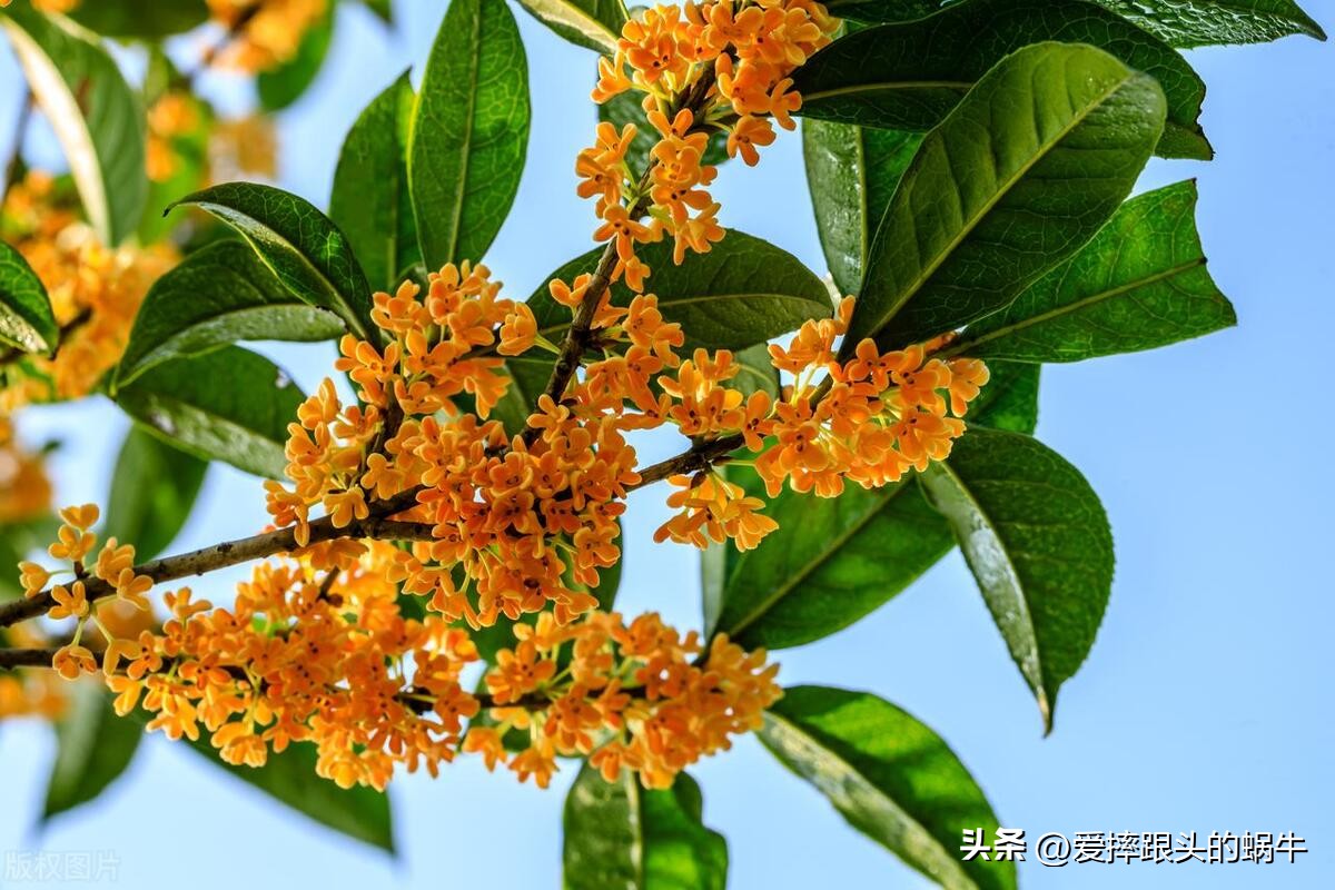 十二花神图谱完整版,工笔画十二花神欣赏