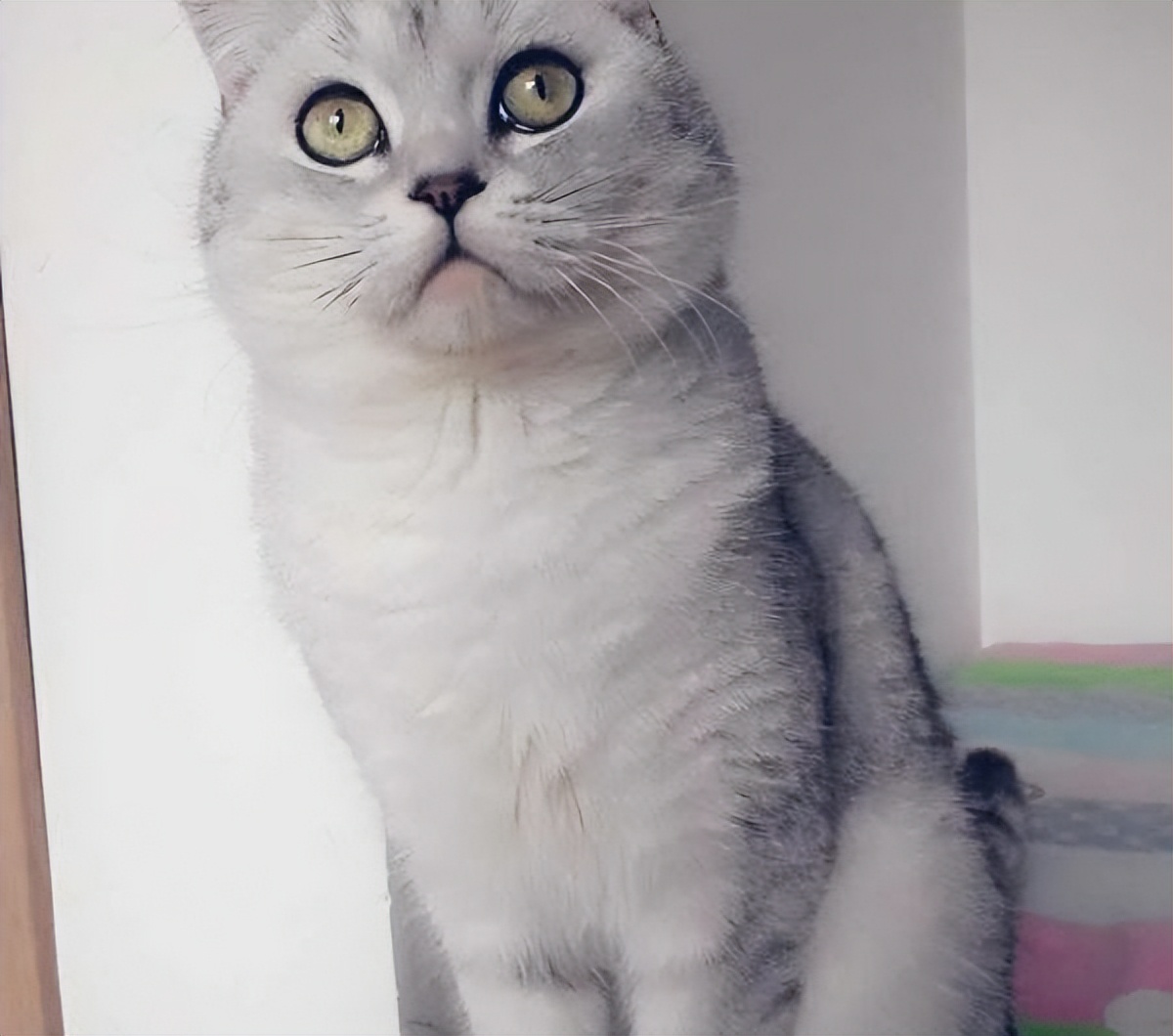 飞跃尴尬期，银渐层才能到达颜值巅峰！吃点啥能发腮呢？