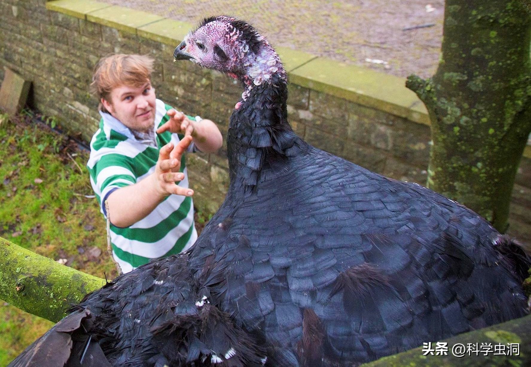 西方为什么喜欢火鸡,西方人为什么喜欢火鸡