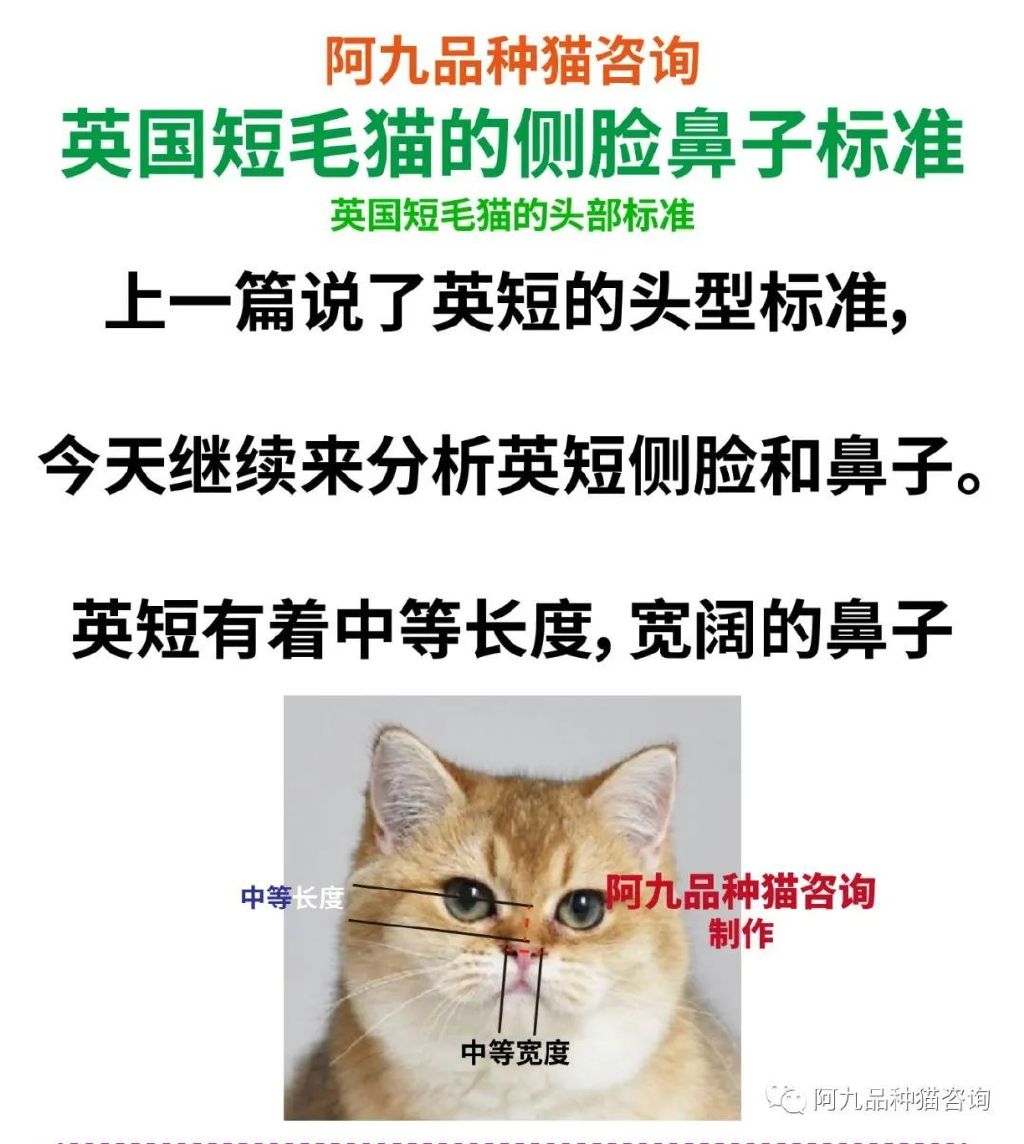 英短幼猫什么样的嘴型好,英短鼻子黑色和粉色有什么区别