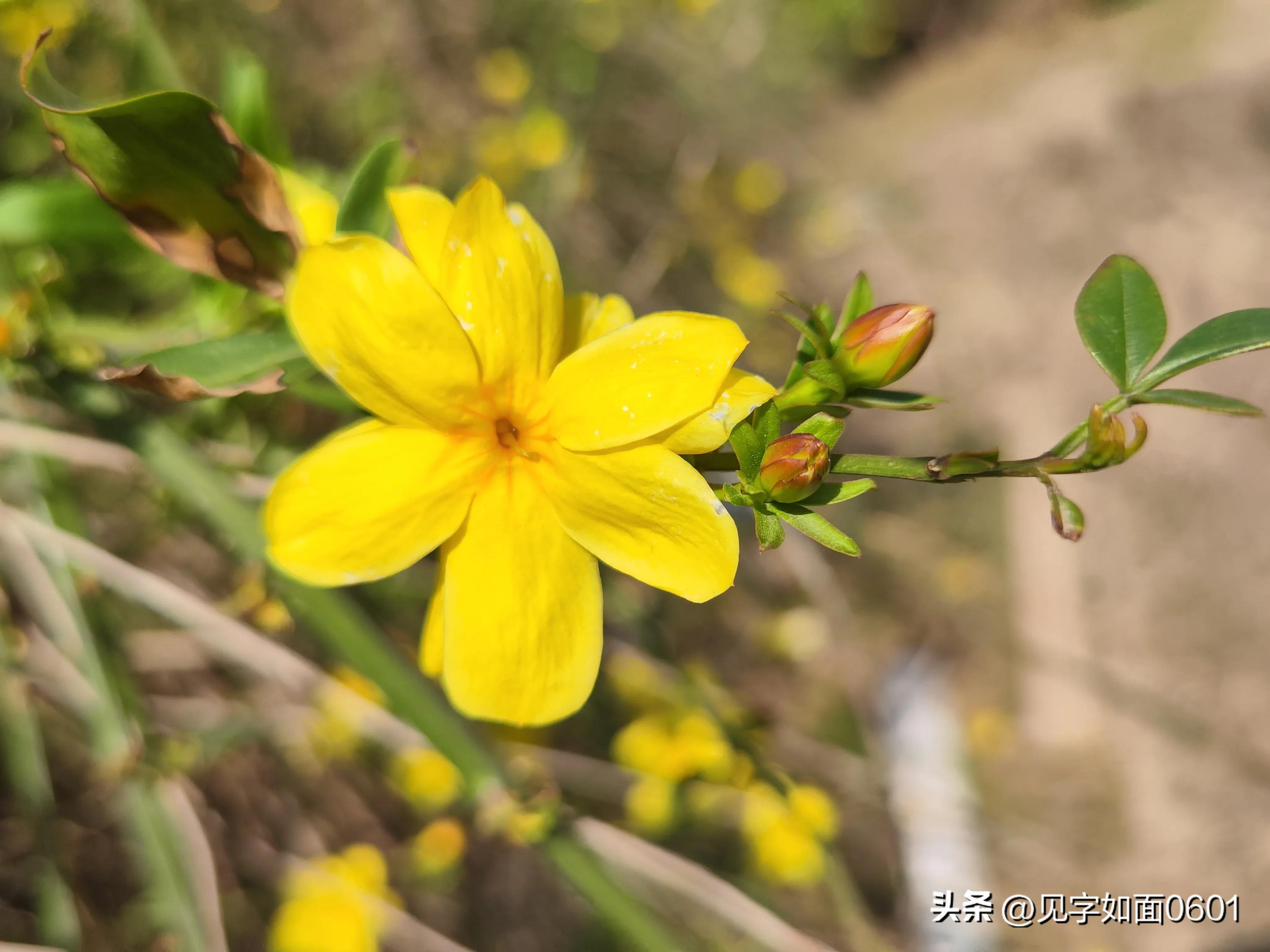 一日一花·野迎春