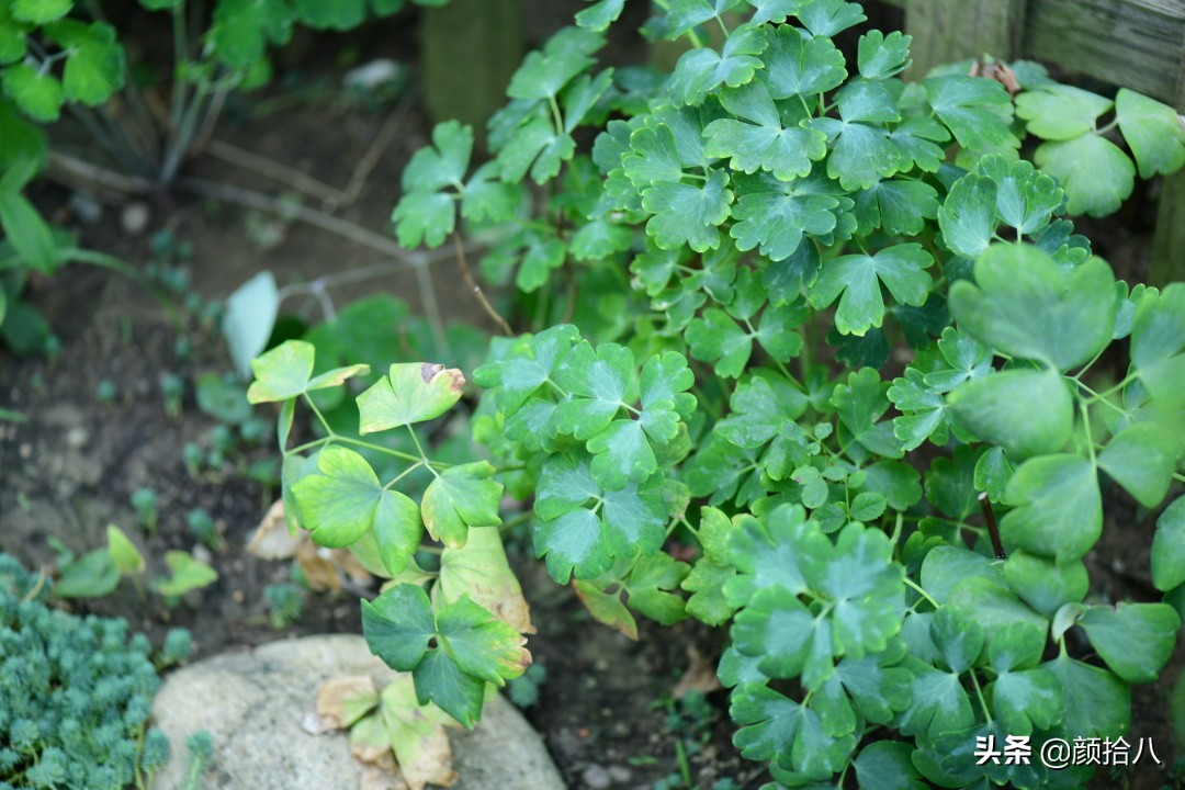 看到你的花园那么惨，我就安心了|园丁