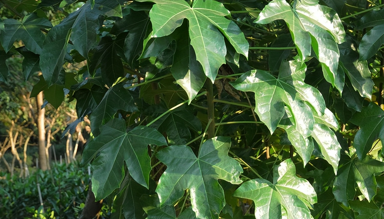 桐油为什么是战略物资,桐油在战争中为什么是战略物资