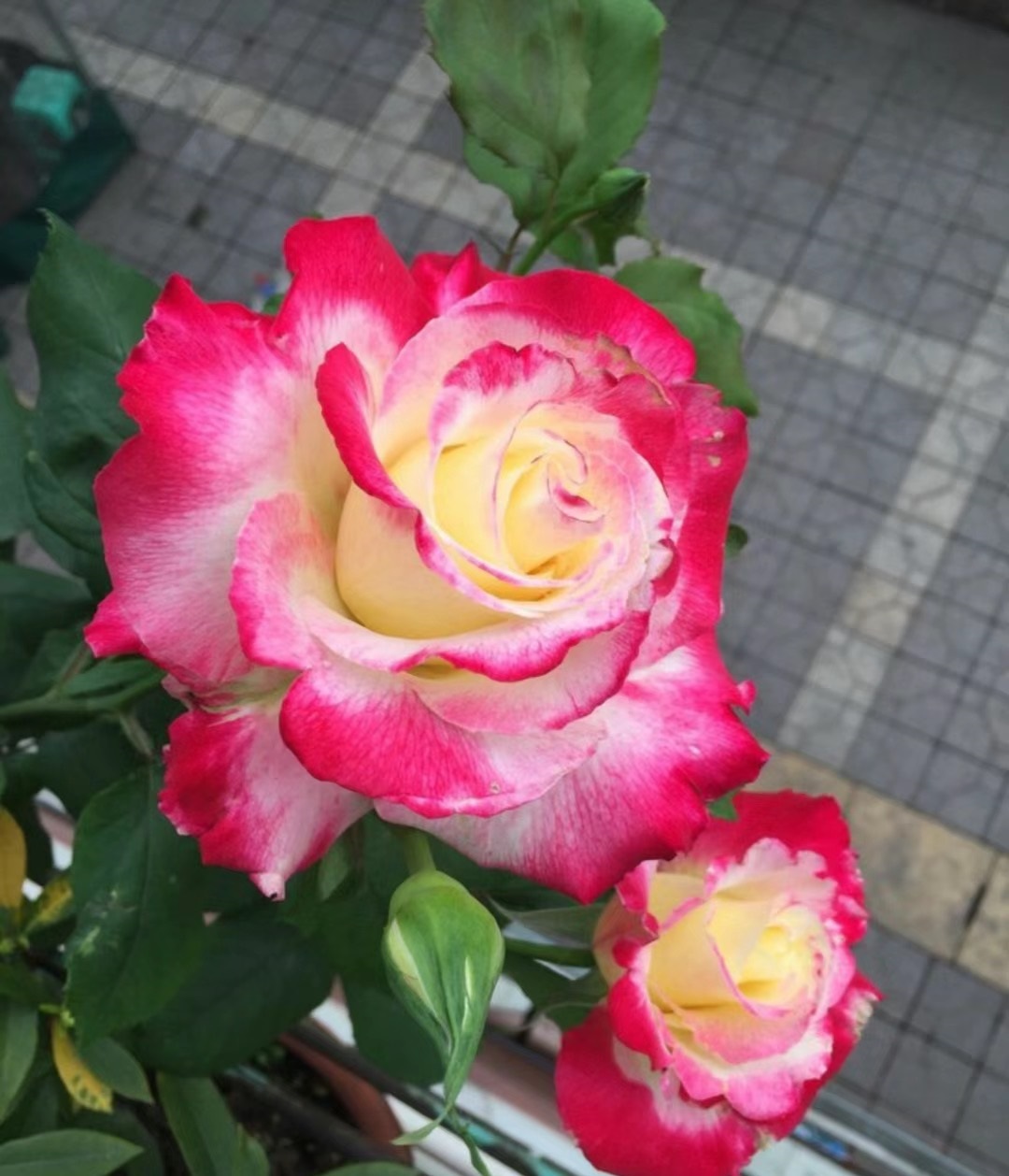 涨势强一年四季开花的月季,月季特大花苞