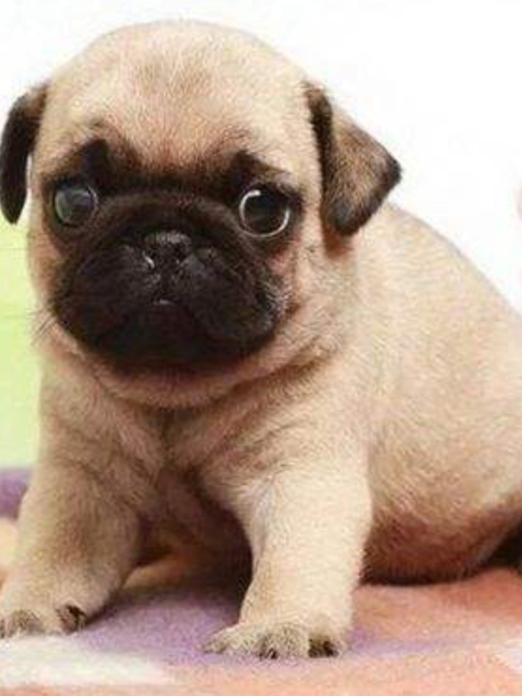 巴哥犬嗓子像有异物咋回事,巴哥犬嗓子咔咔干呕