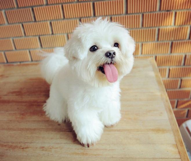 狗狗老是半夜乱叫怎么办,狗狗总是半夜嚎叫怎么回事