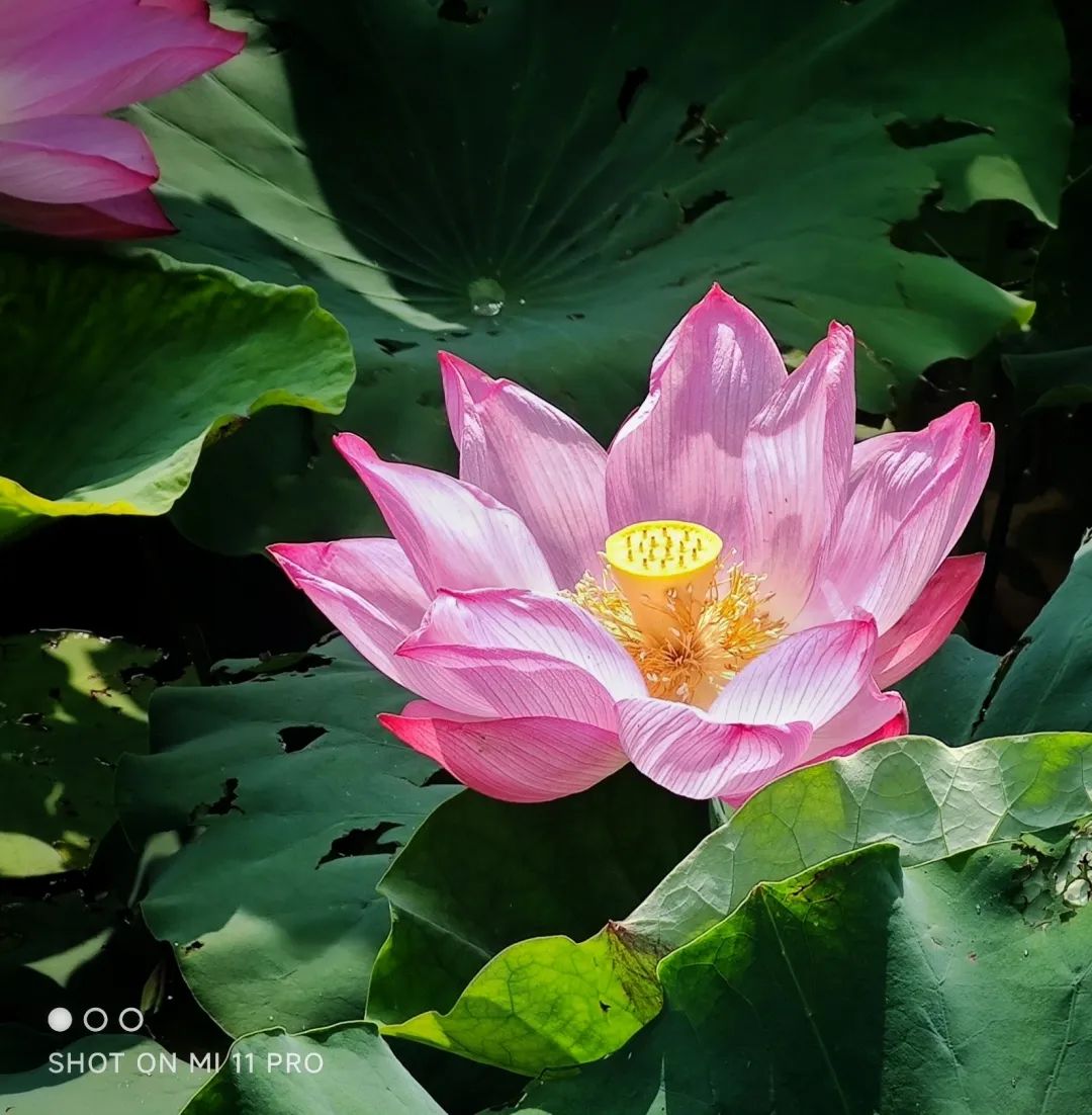 鸭戏荷叶间，中环绿廊等你来赏荷