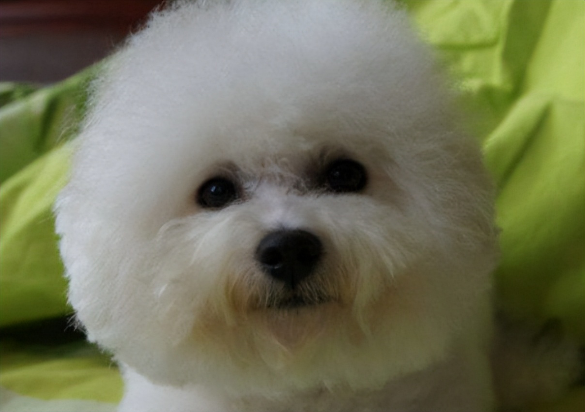 比熊宠物犬吃什么狗粮好,比熊狗狗吃什么狗粮又便宜又好