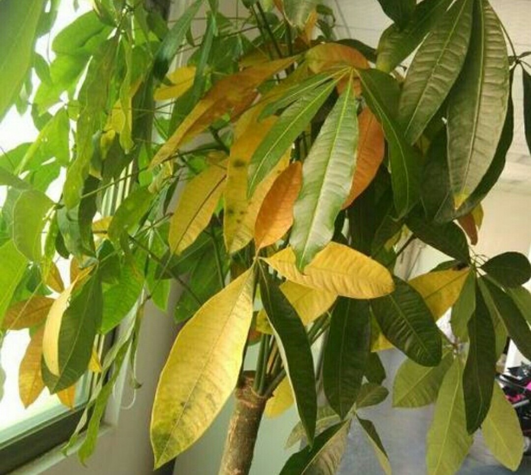 盆栽叶子发黄怎么解决,小盆栽叶子发黄处理方法