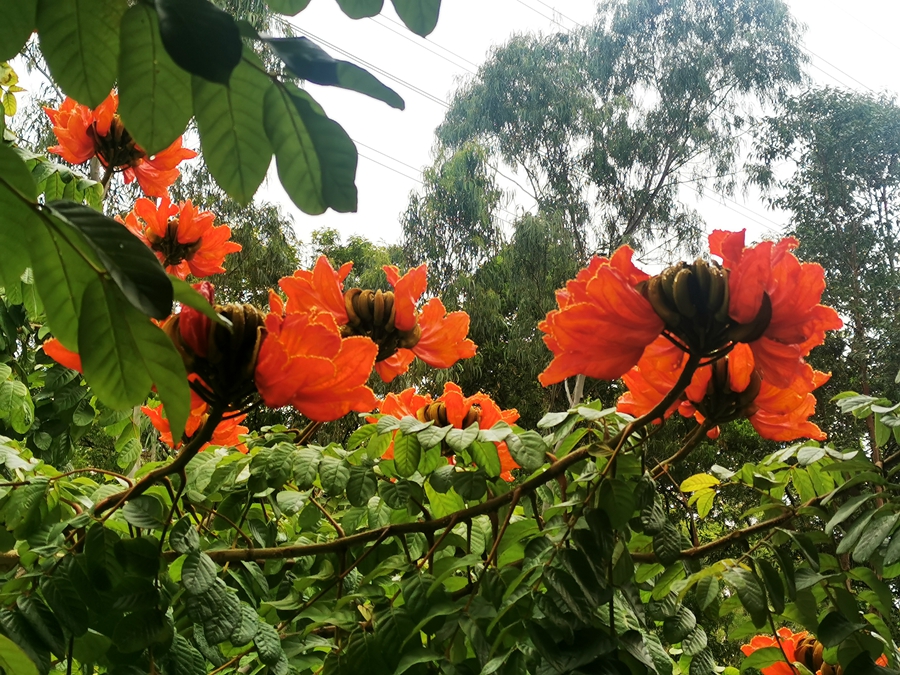 深圳成功打造世界著名花城,深圳打造国际花园城市