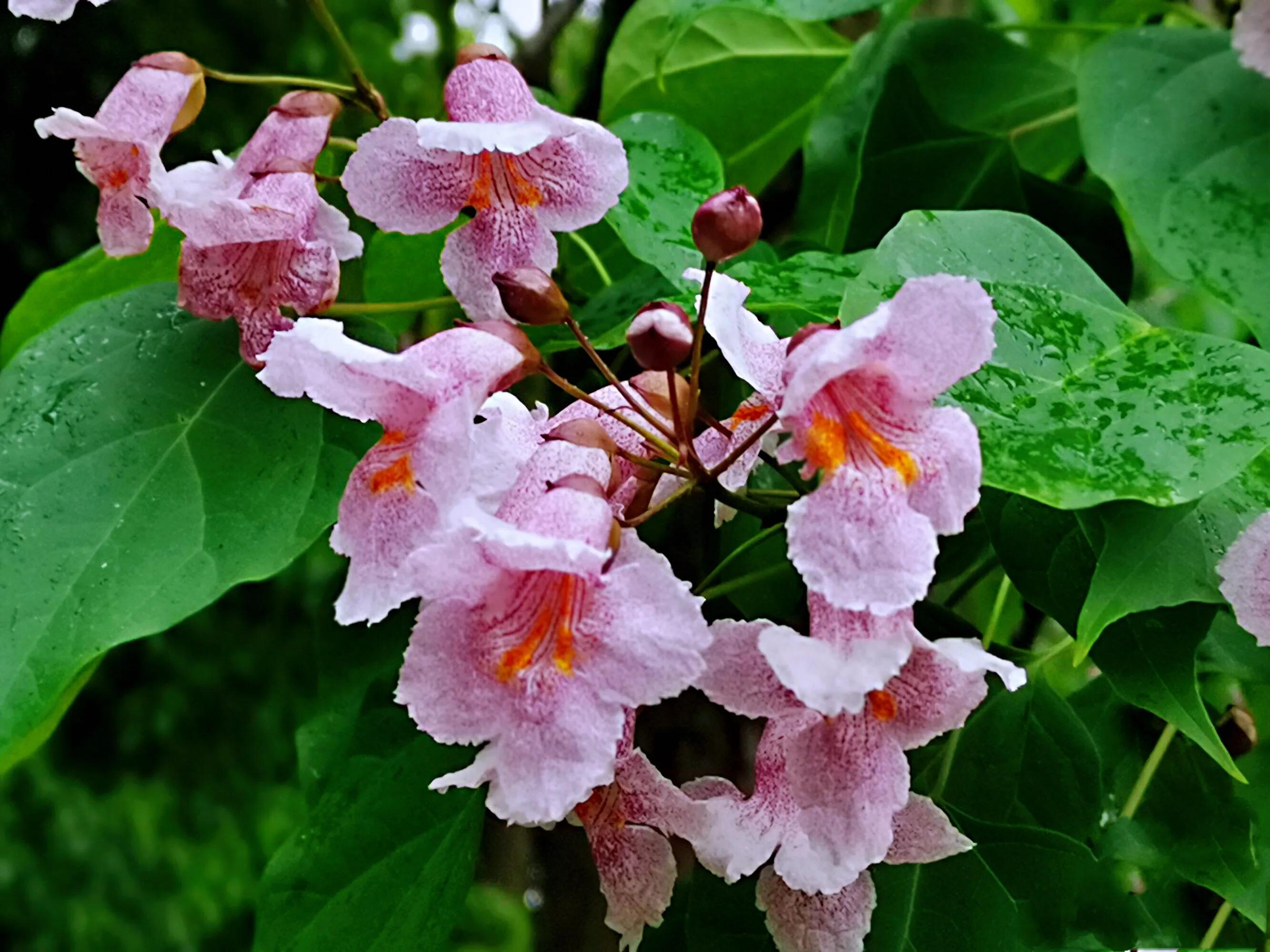 楸树林图片,楸树是古老的活化石树种