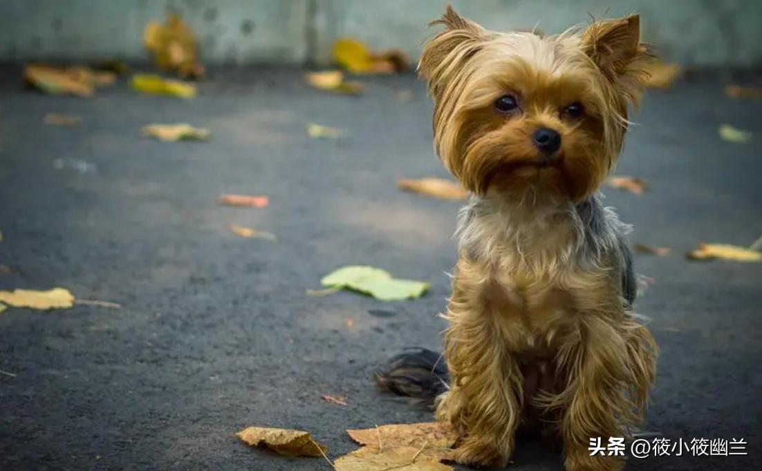 狗狗最常见十种疾病图,狗狗十大可怕事件