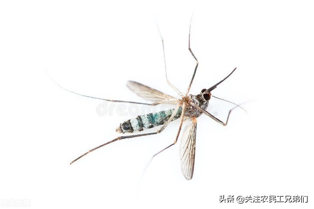 蟑螂药真的可以一灭一窝,灭蚂蚁蟑螂的药