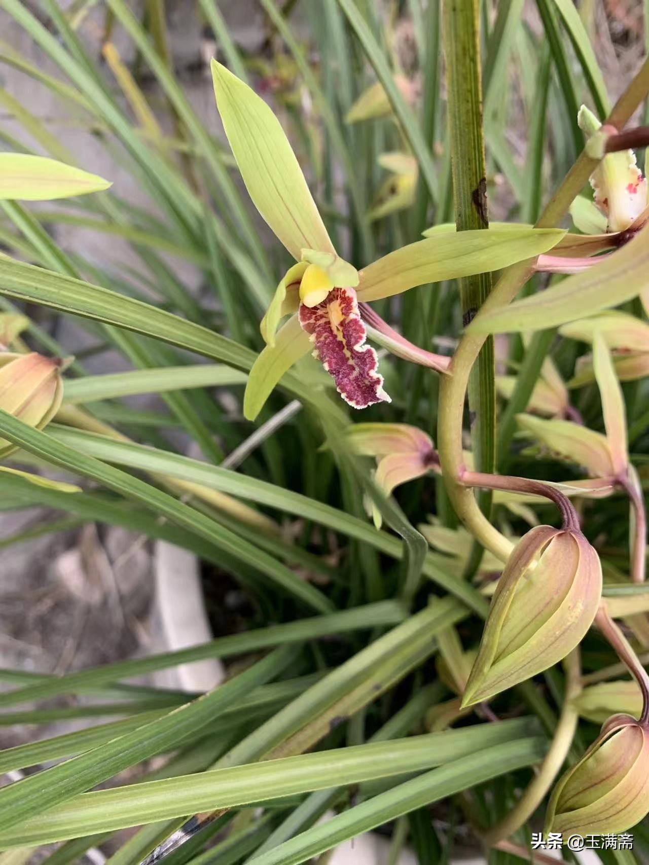 明月家乡的黄荆、小叶女贞、卫矛、金弹子、蕙兰、三角枫赏析